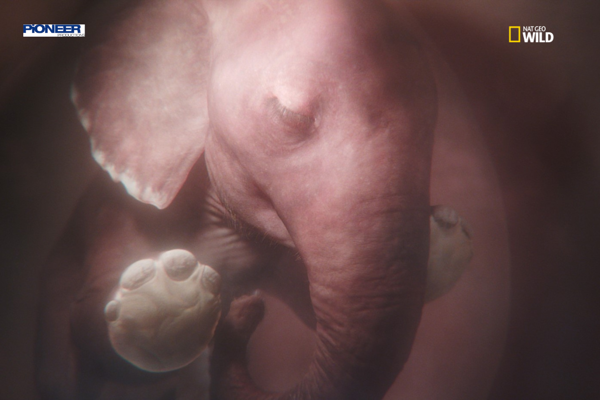 In the Womb: Animal Babies - Nat Geo Wild