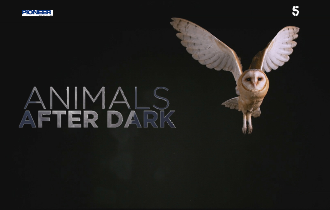 Animals After Dark - Channel 5 - Pioneer Productions
